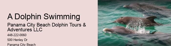 Do Dolphins Swim Humans To Shore