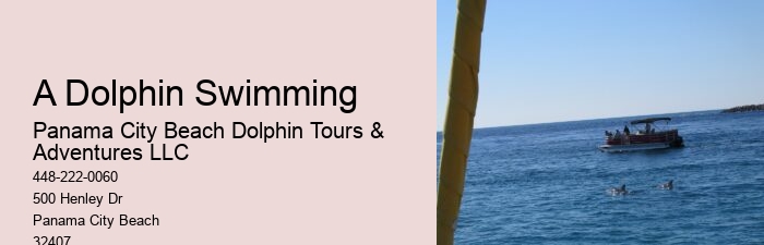 Personal Dolphin Encounter with Snorkeling