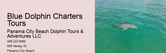 Premium Dolphin Spotting with Snorkeling