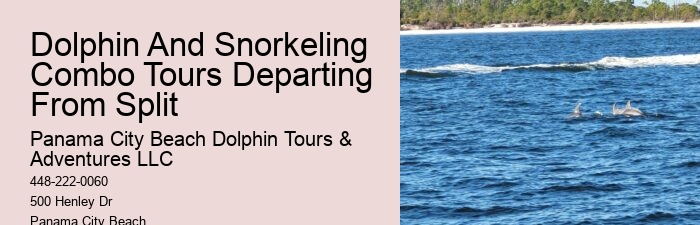 Bespoke Dolphin Watching and Snorkeling Trips