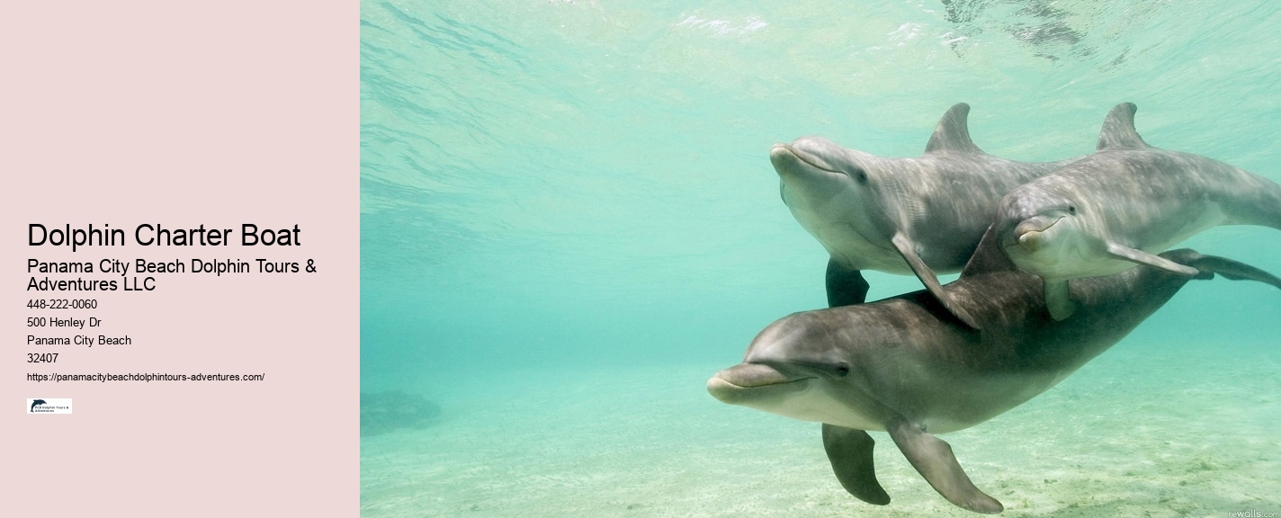 Best Time Of Year (And Day) To See Dolphins In Destin Florida