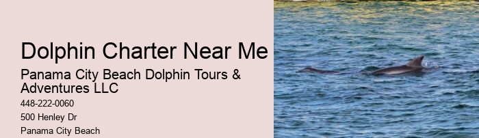 What Is The Difference Between Dolphin Encounter And Dolphin Swim