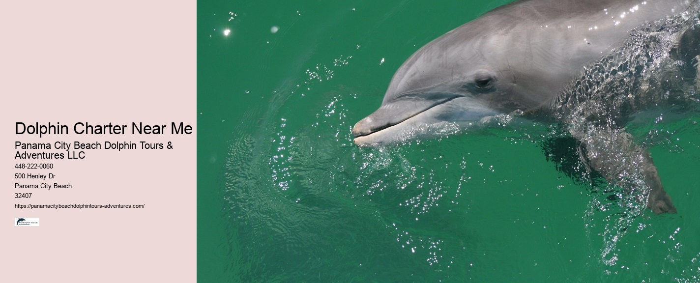 Split Premium Dolphin And Snorkeling Experiences