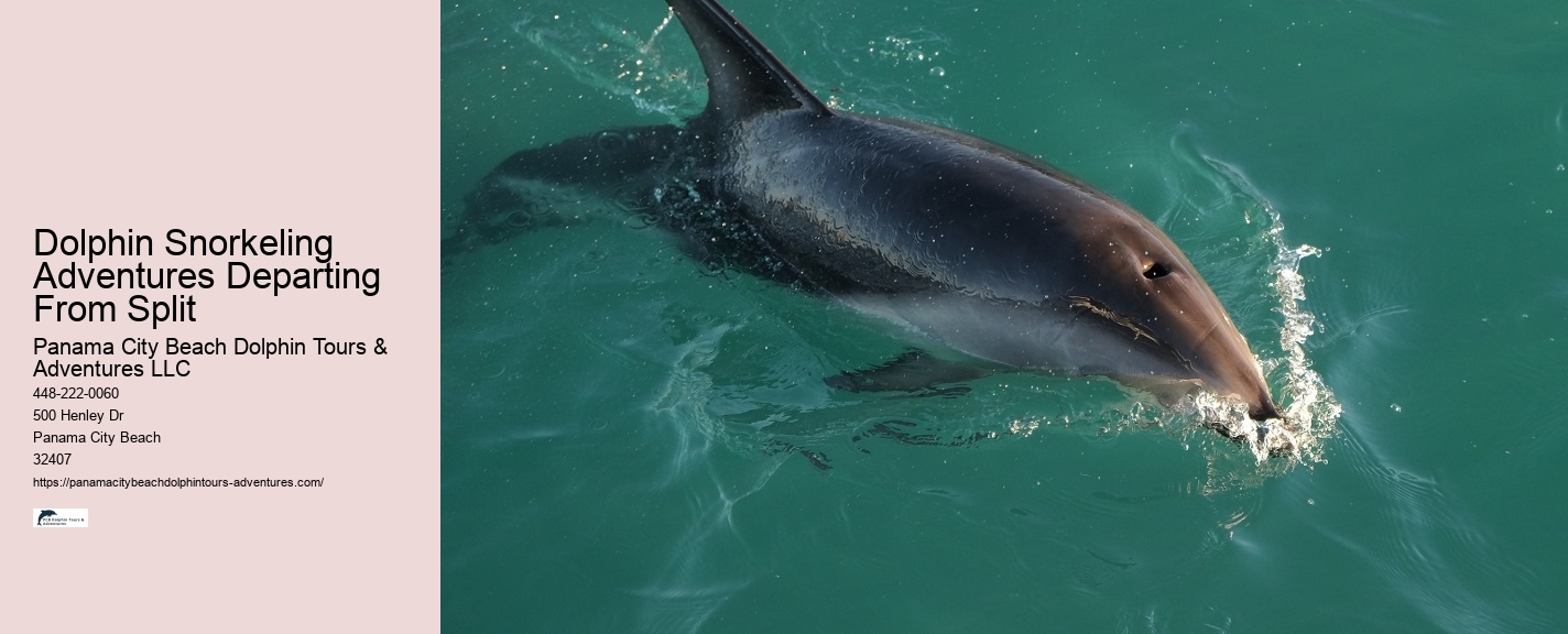 Dolphin Snorkeling Cruise