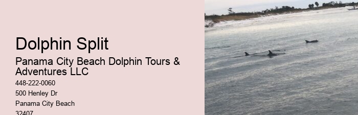VIP Dolphin Swim and Snorkeling Tours