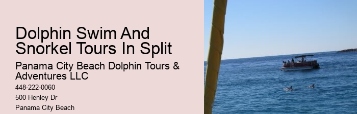 Intimate Dolphin Exploration and Snorkeling