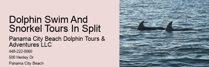 Bespoke Dolphin Encounter with Snorkeling