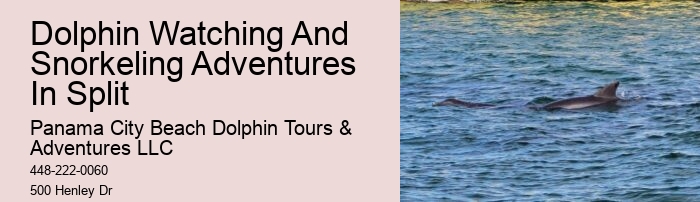 Split Charter Dolphin And Snorkeling Tours Cost