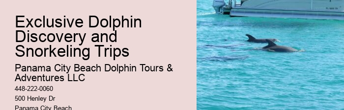 Intimate Dolphin Discovery with Snorkeling