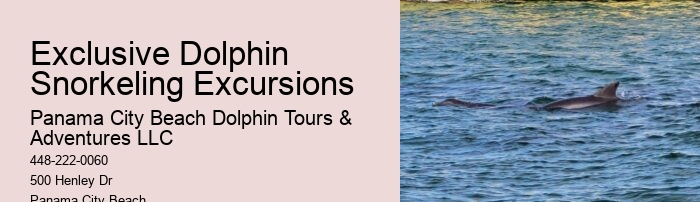 Split Underwater Photography Tours With Dolphin And Snorkeling