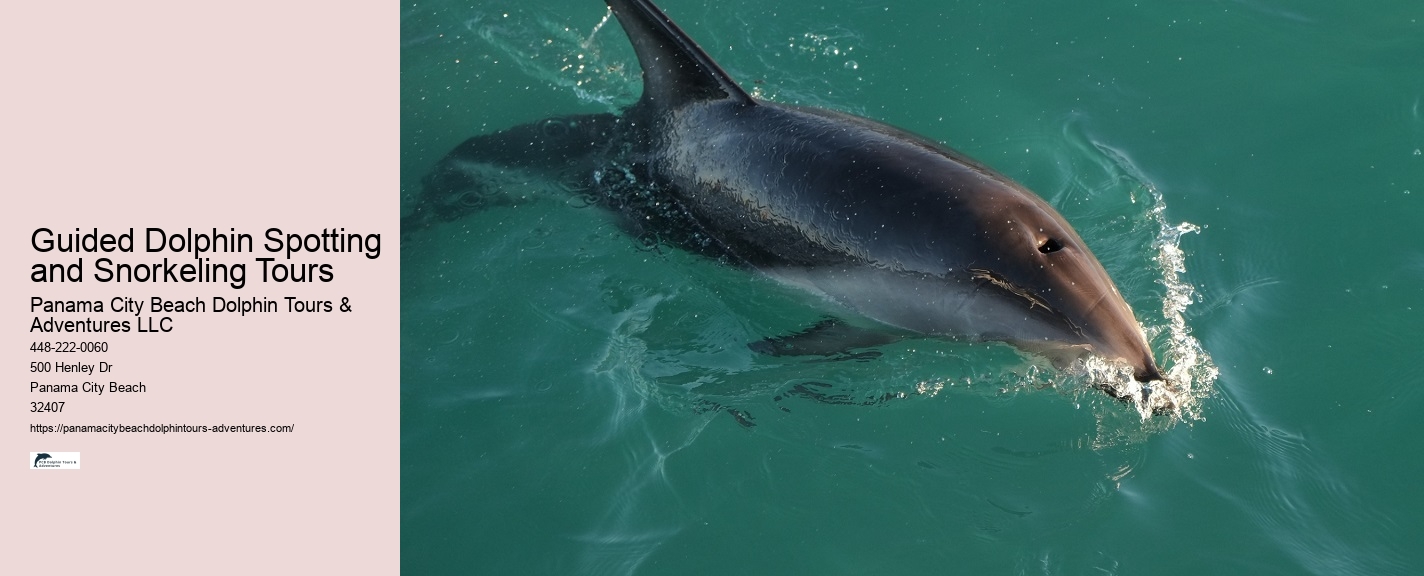 Dolphin Safari Excursions in PCB