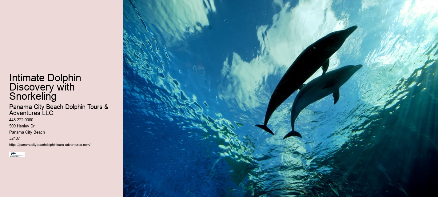 Private 2 Hour Dolphin And Snorkeling Tour