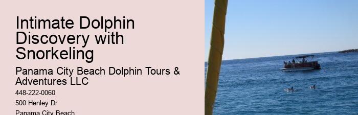 Split Exclusive Dolphin And Snorkeling Experiences