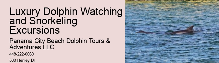 2Hrs Shared Charter Dolphin & Snorkeling Tour