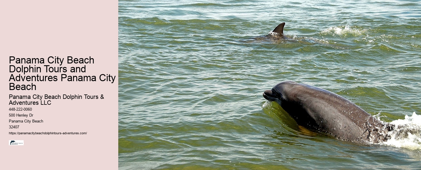 Can I swim with dolphins on a tour in Panama City Beach