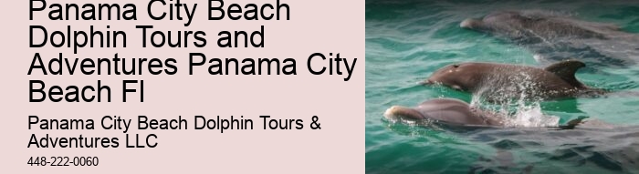 What Does It Mean If A Dolphin Is Circling You