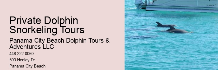 Split Snorkeling And Dolphin Watching For Beginners