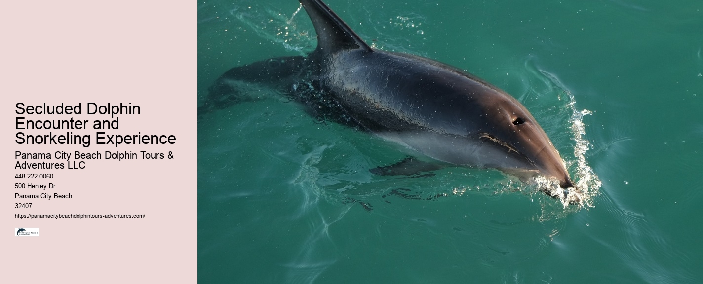 How do I get to the departure point for the dolphin tour