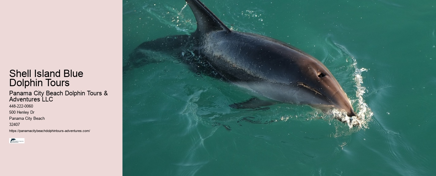 Elite Dolphin Interaction and Snorkeling Tours