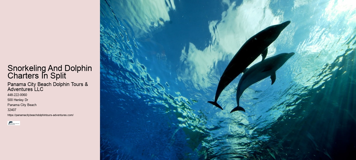 Can You Swim With Dolphins In Panama