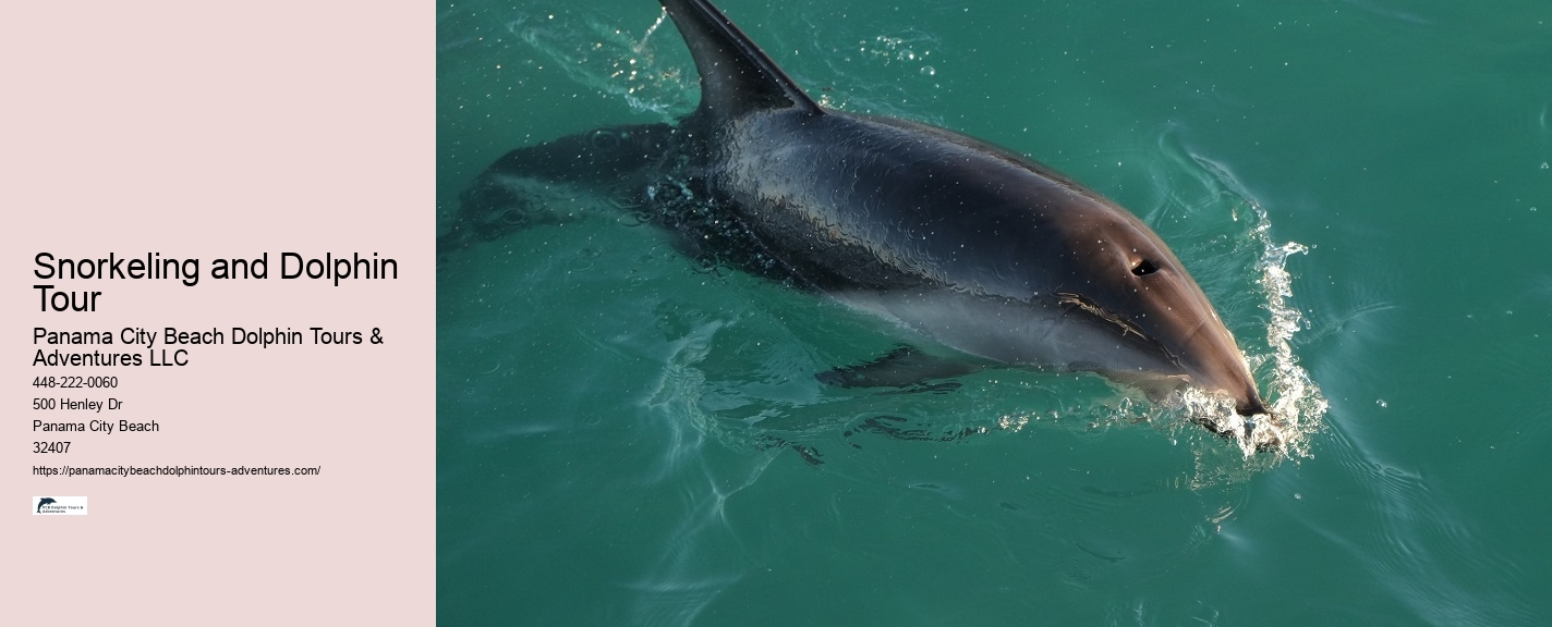 PCB Dolphin Exploration Experiences
