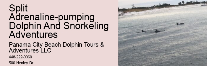 Premium Dolphin Encounter with Snorkeling