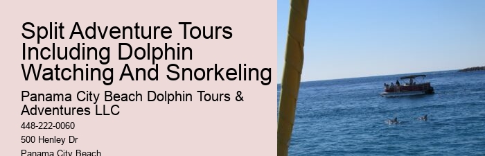 Personal Dolphin Swim with Snorkeling