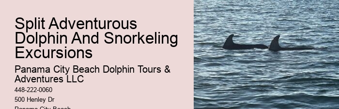 Split Dolphin Spotting And Snorkel Trips