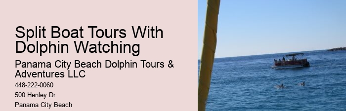 Can I bring my dog on a dolphin tour in Panama City Beach