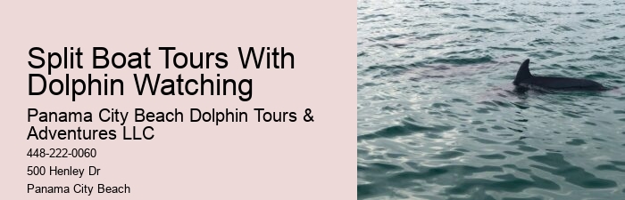 Is It Better To Swim With Dolphins In The Morning Or Afternoon