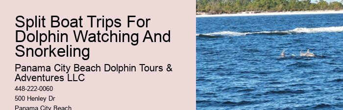 Is It Worth It To Swim With Dolphins