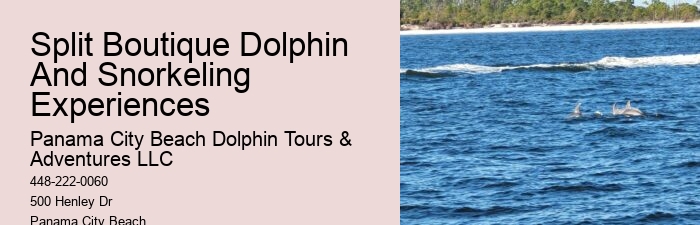 Flippers Dolphin