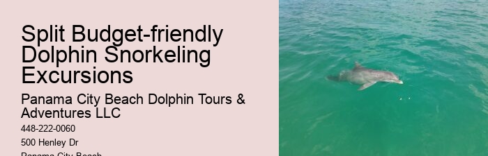 Custom Dolphin Spotting with Snorkeling