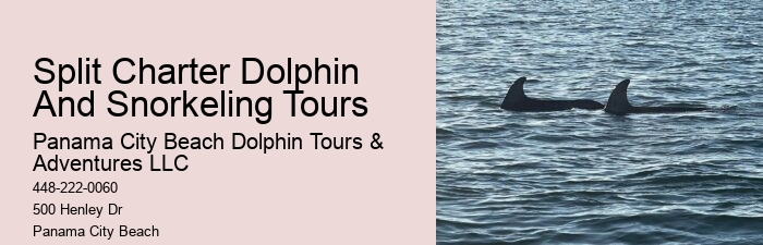 Tailored Dolphin Watching with Snorkeling