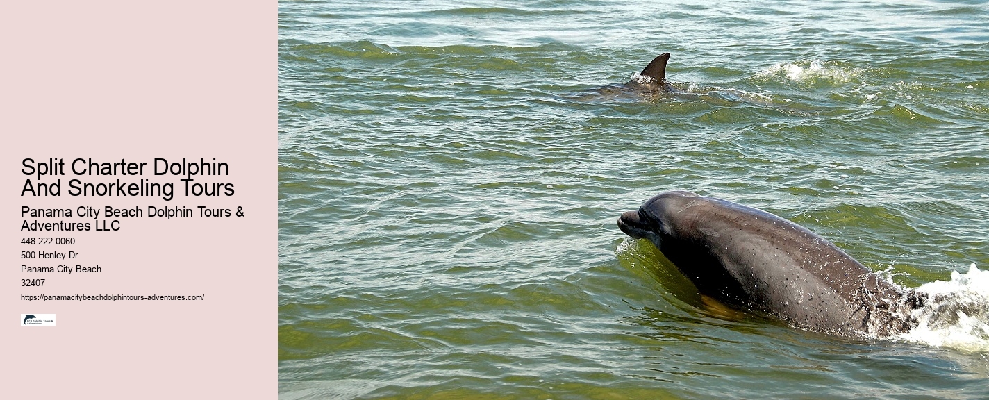 Tailored Dolphin Discovery and Snorkeling Adventures