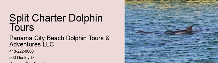 Dolphin Tour And Snorkeling Near Me