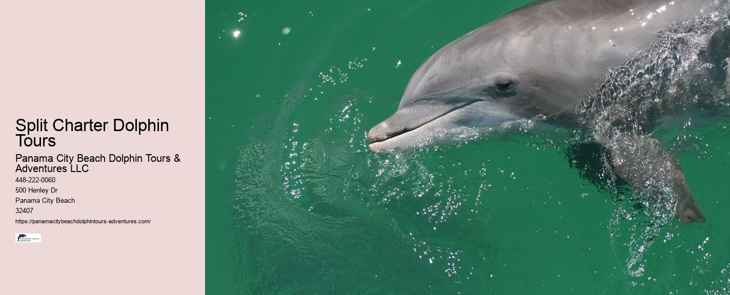 Split Wildlife Tours Featuring Dolphin Encounters And Snorkeling