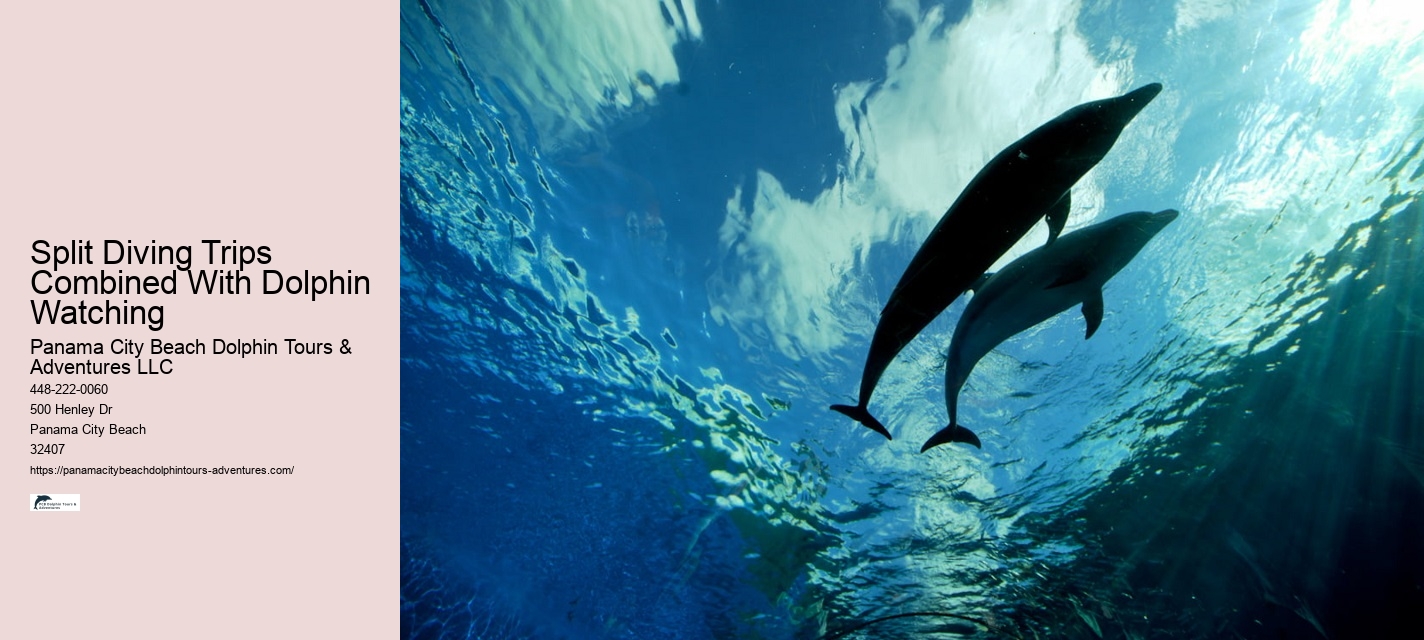 Private 2 Hour Dolphin Snorkeling And Island Excursion