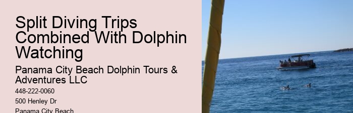 Premium Dolphin Adventure and Snorkeling Experience