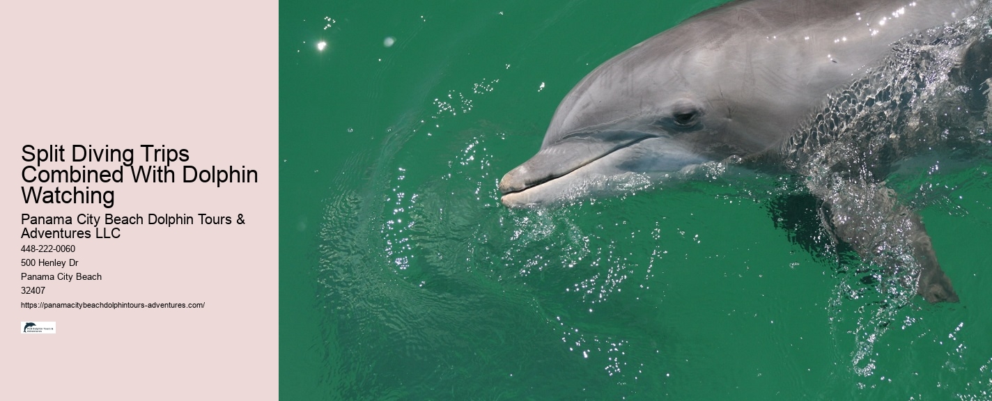 Split Dolphin Tour