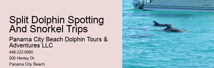 Dolphin sightseeing adventures in Panama City Beach