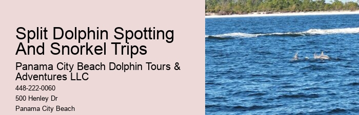 Is It Safe To Swim With Wild Dolphins