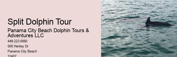 What Do You Wear To Swim With Dolphins