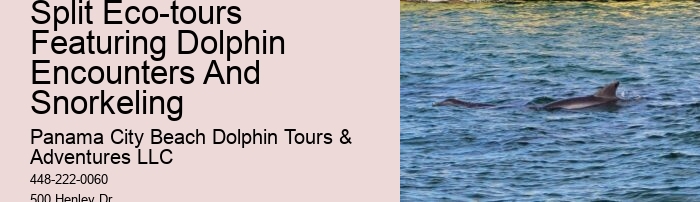 Split Sunrise Dolphin Watching And Snorkeling Trips