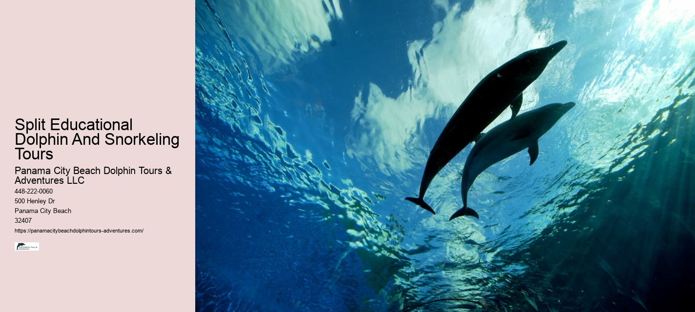 Luxury Dolphin Swim and Snorkeling Tours