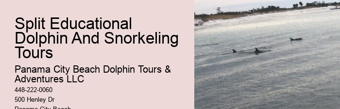 Intimate Dolphin Encounter and Snorkeling Tours
