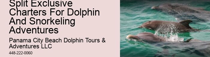Split Charter Dolphin
