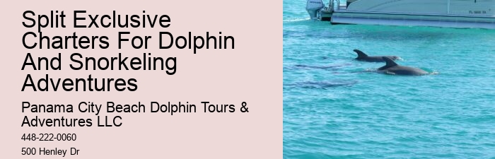 Luxury Dolphin Safari and Snorkeling Tours
