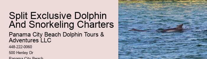Where Can You Swim With The Dolphins In Panama City