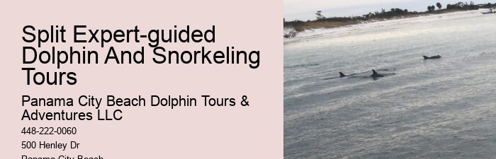 All About Bottlenose Dolphins - Birth & Care Of Young